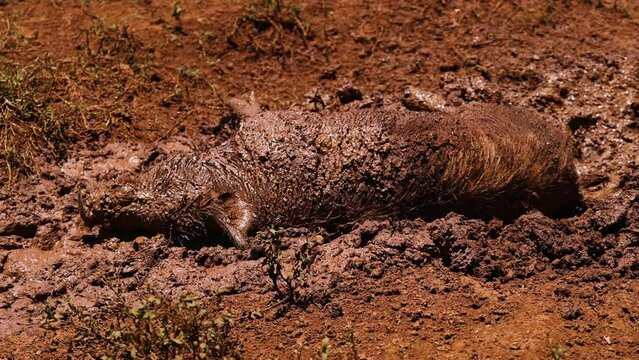 Pig Enjoying a Mud Bath