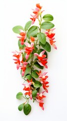 Stock image of a Lipstick Plant on a white background, vibrant, tubular flowers, colorful and tropical Generative AI
