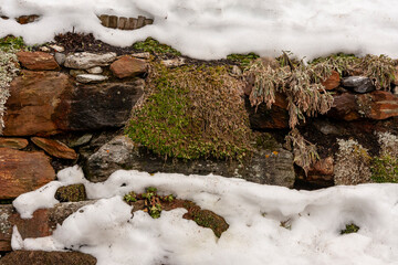 Snow covered moss on a stone wall, Obersaxen Mundaun, Graubünden, Switzerland