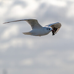 Möwe im Flug, Nordsee