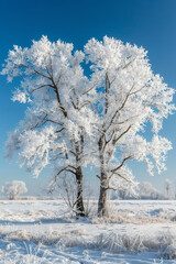 Cold winter day, beautiful hoarfrost and rime on trees