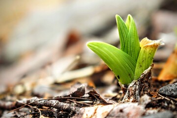 Daffodil Plant begins it's sprout heading into the upcoming Spring.