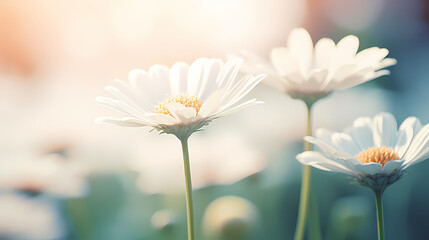 Daisy flower background, spring nature background