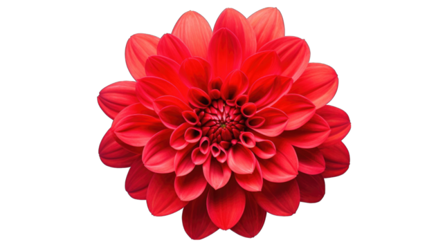 red flower on front view png