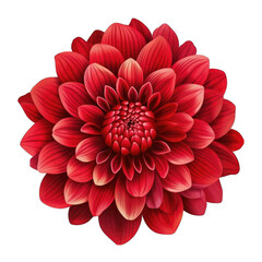 red flower on front view png