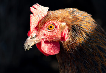 Portrait of a chicken on a farm