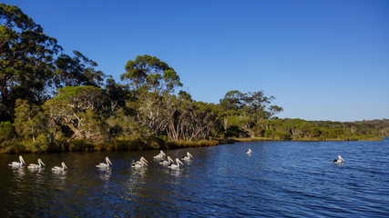 Australian pelicans (Pelecanus conspicillatus) on Denmark river, Southwest Western Australia