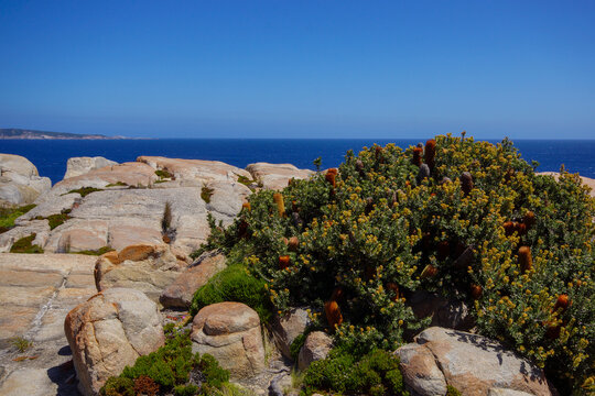 Cut-leaf banksia (Banksia praemorsa), shrub with flower spikes growing on granite rocks, Southwest Western Australia