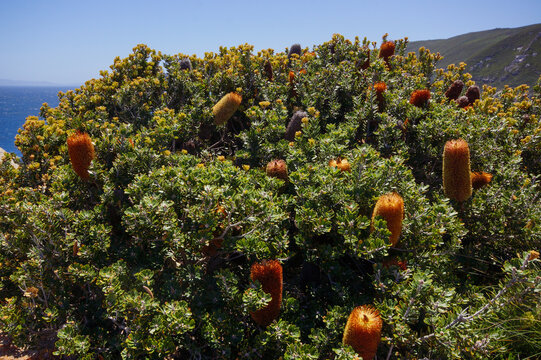 Cut-leaf banksia (Banksia praemorsa), shrub with flower spikes, Southwest Western Australia