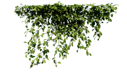 Plant vine green ivy leaves tropic hanging, climbing isolated on transparent background.