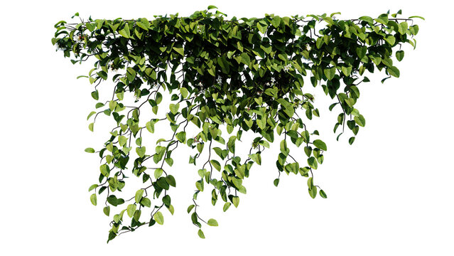Plant vine green ivy leaves tropic hanging, climbing isolated on transparent background.