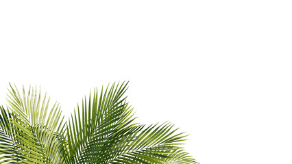 Summer Tropical palm leaves. Exotic palms tree. Transparent Background.