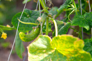 Diseases of cucumbers. Wrinkled, hook-shaped, diseased cucumber fruits grow on a branch. Spraying...