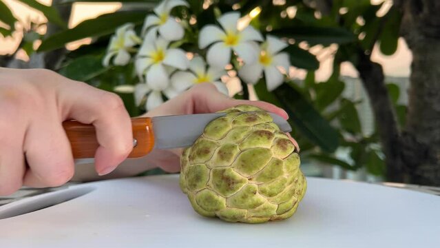 noina underneath the segmented green peel is a white and sweet filling. noina fruit Ripe noina fruit or Custard apple also known as sugar apple on a table