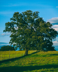 Countryside tree