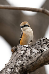 冬の木の上から見ているモズの雄