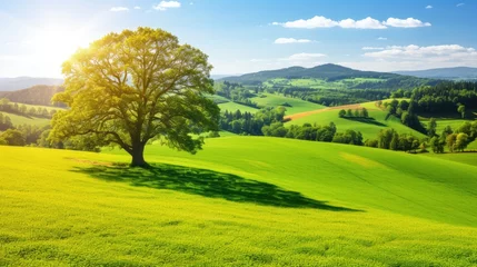 Photo sur Plexiglas Vert-citron landscape with trees