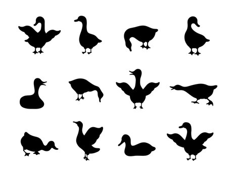Set of gooses silhouette. Domestic and wild ducks on white background. Agriculture birds on farm. Rural wildlife. Hand drawn print. Vector illustration in flat style.
