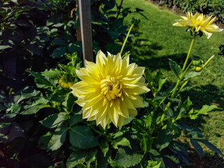 Dahlia 'Harvest moonlight' flowering with gull, bright yellow flowers in the garden in autumn