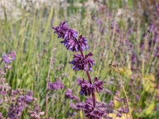 Lilac sage or whorled clary (Salvia verticillata) flowering with tiny lavender flowers in whorls in the garden