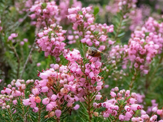 Cornish heath or wandering heath (Erica vagans) 'Pyrenees Pink' with dark green foliage flowering with long racemes of deep pink flowers