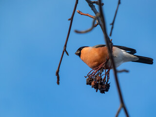 Eurasian bullfinch (Pyrrhula pyrrhula) with red underparts sitting on branches and eating fruits