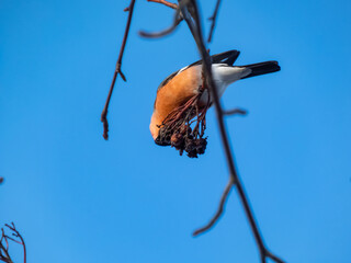 Eurasian bullfinch (Pyrrhula pyrrhula) with red underparts sitting on branches and eating fruits