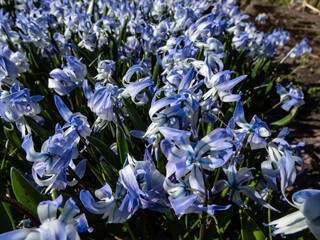 Close-up shot of the ornamental plant - Scilla rosenii bearing racemes of star-shaped, very pale blue six-stellate flowers in bright sunlight in spring - obrazy, fototapety, plakaty