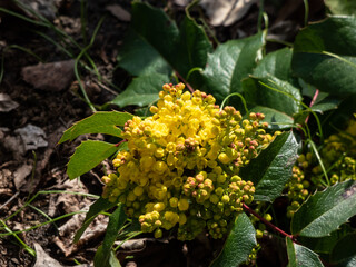 The evergreen shrub Oregon grape or holly-leaved barberry (Mahonia aquifolium) flowering with dense clusters of yellow flowers in early spring