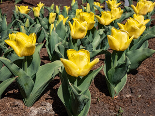 Tulip Ice Lolly blooming with bright yellow flowers with shades of hot red at the base in the garden in sunlight in spring