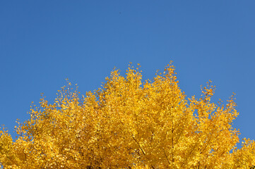 イチョウの木の紅葉