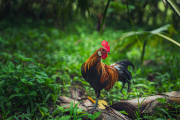 Portrait of the beautiful colorful chicken stand out against the natural background.