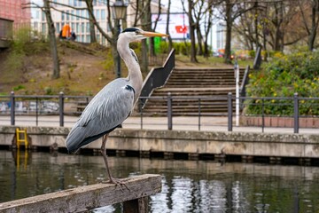 Gray heron in the middle of the city of Berlin.