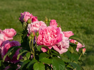 'Gertrude Jekyll' English Shrub Rose Bred By David Austin blooming with perfect scrolled buds that open to large, rosette-shaped flowers of bright glowing pink in sunlight in garden