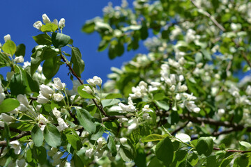 Flowering branches of a pear tree against a blue sky