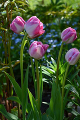 Pink tulips in a flower bed