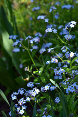 Blooming blue forget-me-nots in the garden
