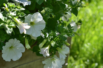 White petunias close-up in the garden