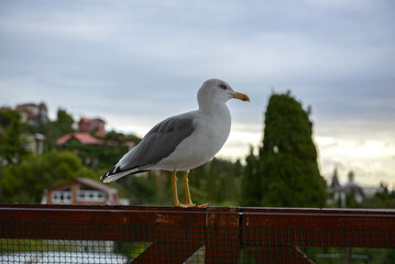 A seagull is sitting on the balcony railing