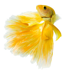 Yellow Halfmoon Betta splendens or siamese fighting fish isolated on white background, With...