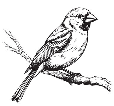 Black and white sketch of a canary bird sitting on a branch