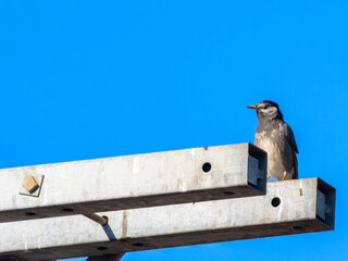 鉄骨にとまるムクドリ
