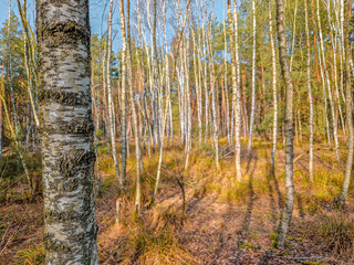 Coniferous forest and birches without leaves.