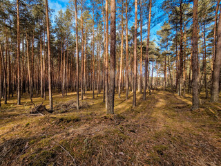 Coniferous forest and birches without leaves.