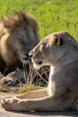 A male and female mating pair of lions laying with closed eyes next to each other, Kruger National Park. 