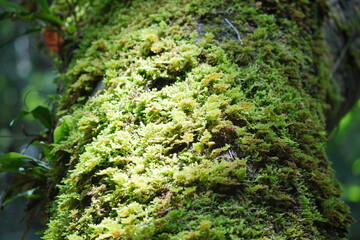Green moss grows on the bark of a tree, in a public or natural park. The tree is covered with moss...