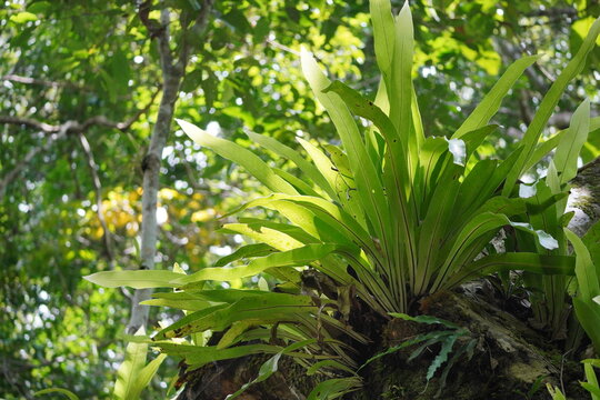 Wild Bromeliads Growing. Forest orchids without flowers grow on large trees. Native species orchids, Rhynchostylis.