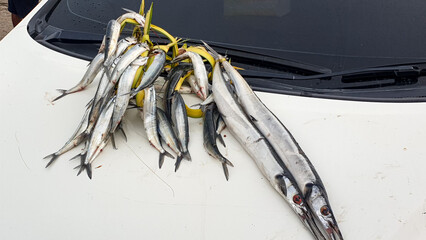 Fresh fish purchased from street seller and tied onto window wipers of car to transport home on tropical island of Timor-Leste in Southeast Asia - obrazy, fototapety, plakaty