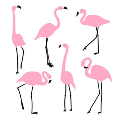 Set of pink flamingos. Exotic birds in different poses. Isolated on a white background. - 742378562