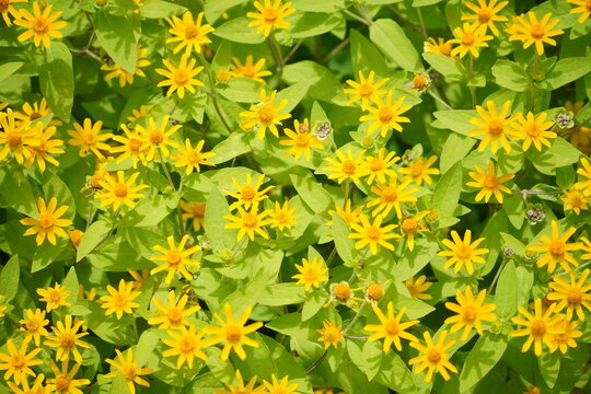 Background of yellow flowers blooming in the garden